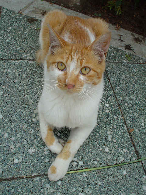 ねこさん